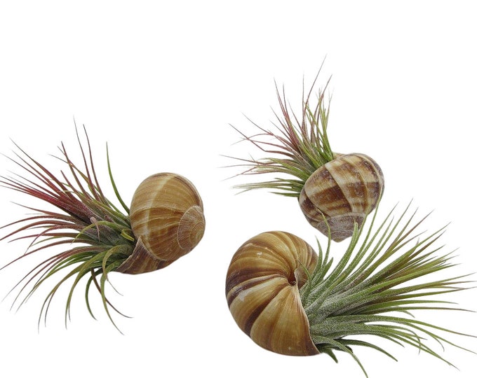 Snail Helix pomatia in a set of 3 with real Tillandsia air plant