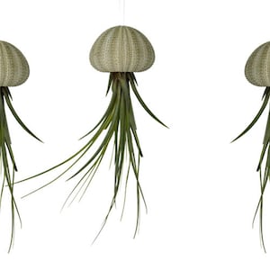 Peut inclure: Trois plantes aériennes suspendues au plafond dans des pots en céramique beige en forme d'oursin de mer. Les plantes ont de longues feuilles vertes retombantes.
