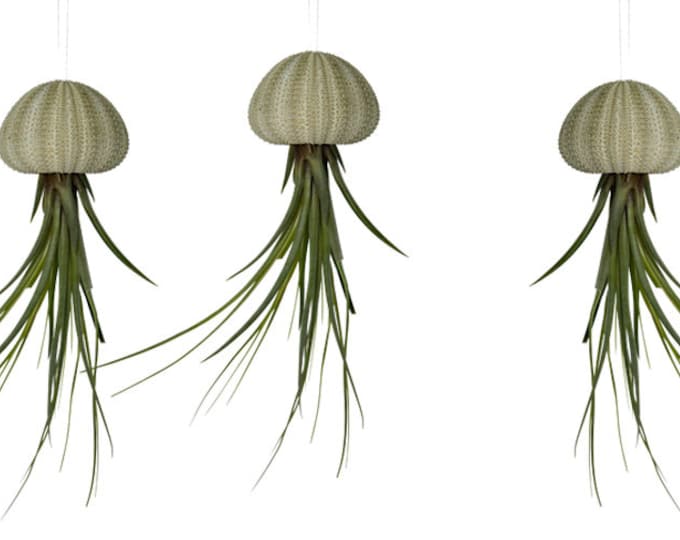 Set of 3 sea urchin shells with real Tillandsia