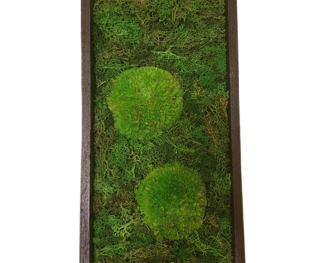 Moss picture in a black mango wood frame 40 cm high