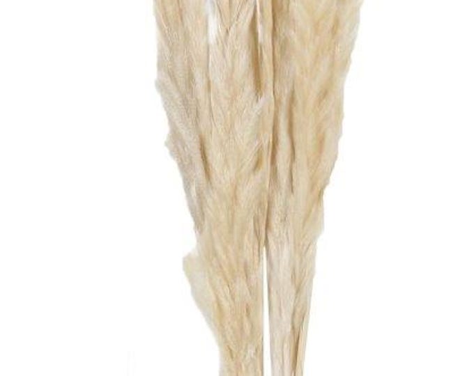 Pampas grass 24 natural dried flowers