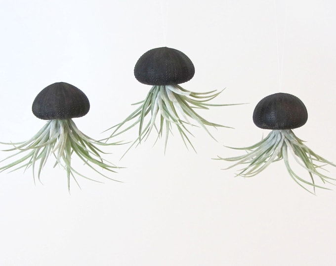 Sea urchin shell Urchin black with Tillandsia Kammi set of 3