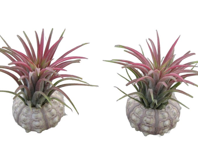 Enchanting combination of sea urchin shell and Tillandsia set of 2 pink