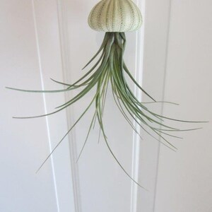 3er Set Seeigelgehäuse mit echter Tillandsia Bild 3