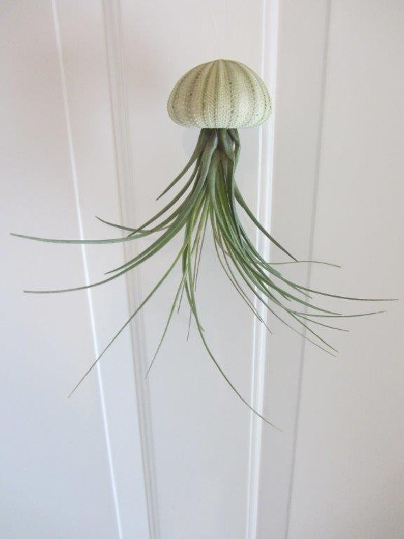 3er Set Seeigelgehäuse mit echter Tillandsia Bild 3