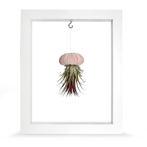 Picture Frame Sea Urchin Shell Tillandsie Decoration Garden Decoration Summer Bathroom Decoration Living Room Decoration