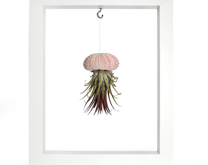 Picture Frame Sea Urchin Shell Tillandsie Decoration Garden Decoration Summer Bathroom Decoration Living Room Decoration