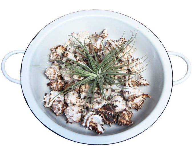 Retro bowl with shells and tillandsia
