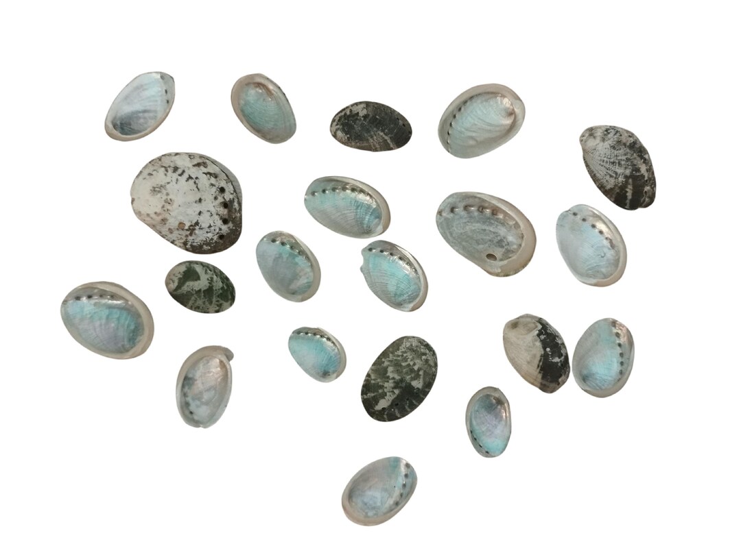 Exotic Shell Set 20 Pieces - Etsy