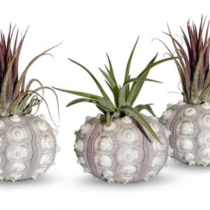 3er Set Tillandsie Luftpflanze Maritime Deko Strand Sommer Garten deko
