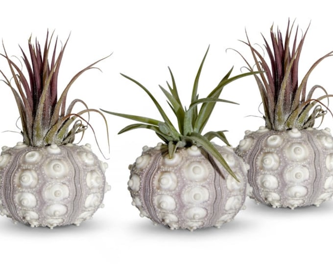 Set of 3 Tillandsia air plant maritime decoration beach summer garden decoration