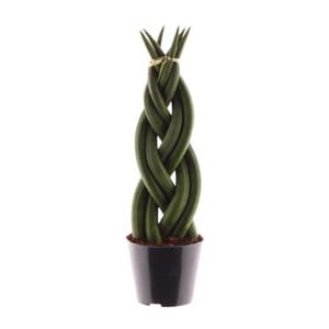 Może przedstawiać: Pleciona roślina Sansevieria w czarnej doniczce. Ciemnozielone liście są splecione w unikalny wzór, z pęczkiem liści na górze zabezpieczonym złotą opaską. Roślina jest ozdobną rośliną domową.