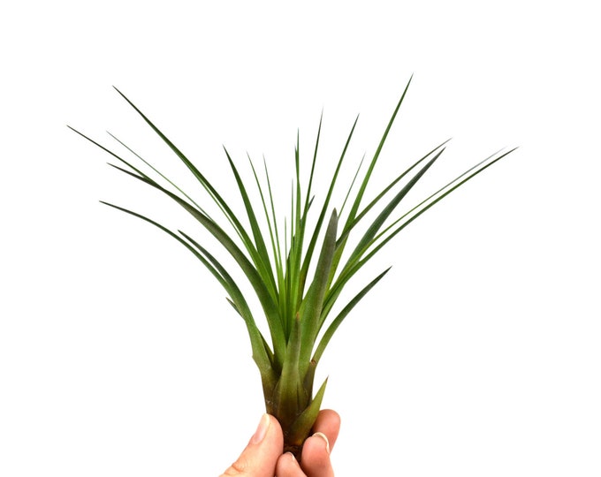 Air plants tillandsia set of 3