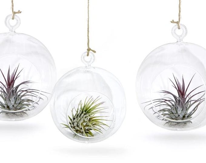 Glass ball set of 3 with real Tillandsia