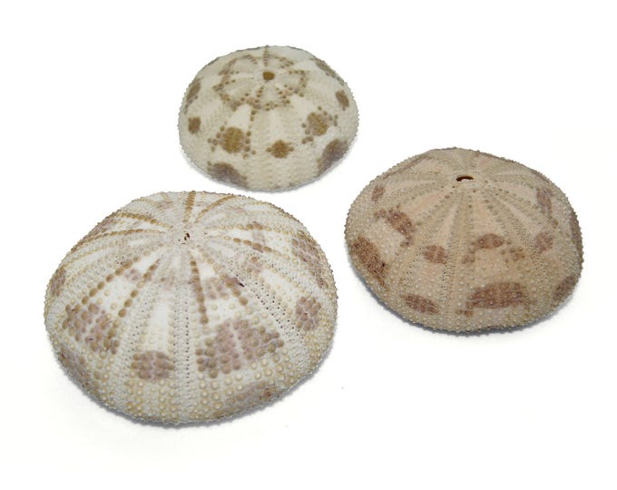 Sea urchin shells camo set of 3