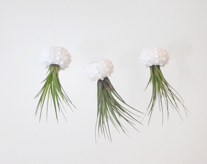 Sea urchin shell Sputnik white with Tillandsia Melanocrator set of 3