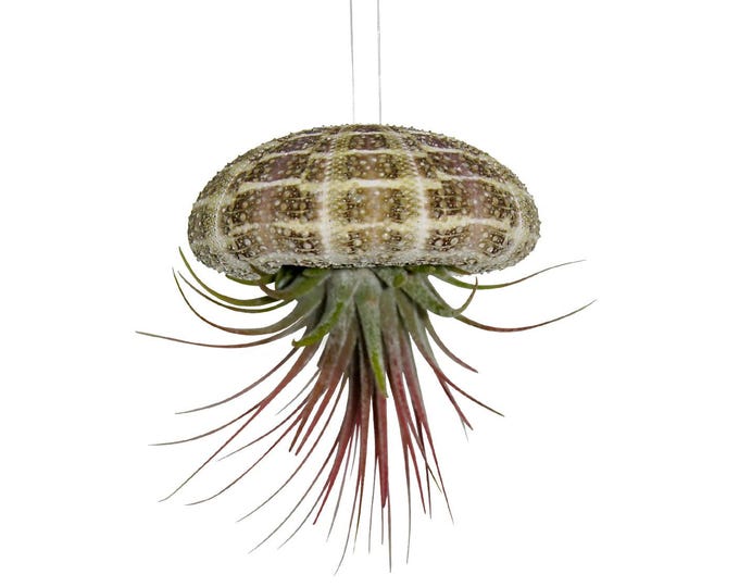 Sea urchin shell with real Tillandsia pink