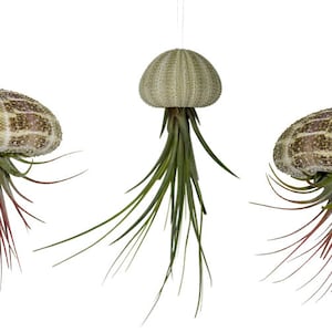 Set of 3 sea urchin shells with real Tillandsia