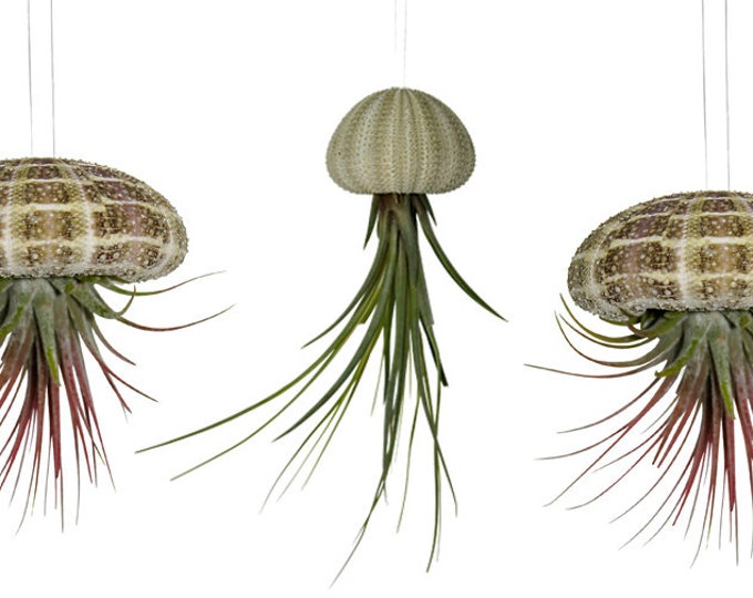 Set of 3 sea urchin shells with real Tillandsia