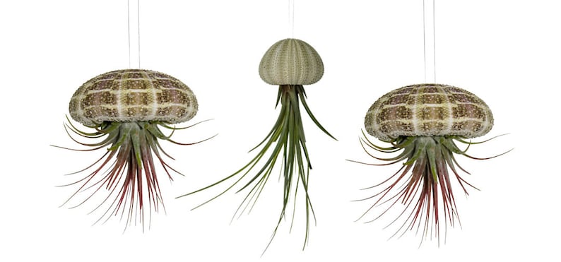 3er Set Seeigelgehäuse mit echter Tillandsia Bild 1