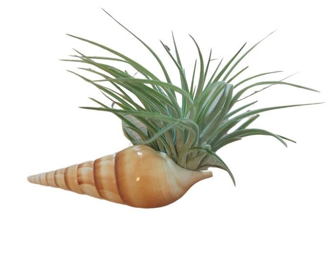 Air plant in spindle snail