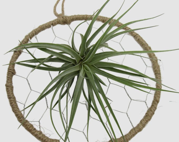 Loop with Tillandsia Oxana