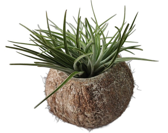 Exotic coconut bowl with Tillandsia