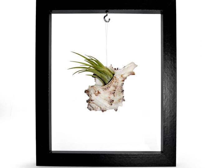 Picture frame with shell and tillandsia