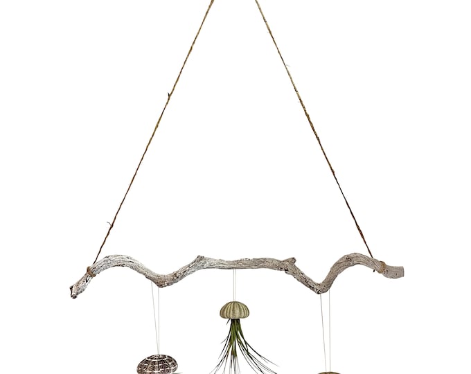 Tillandsia set of 3 on lianas branch with suspension approx. 60 cm