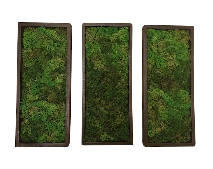 Moss picture set of 3 brown 40 cm