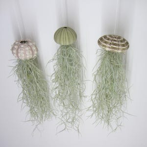 Seeigel mit Tillandsie XXL 30cm Luftpflanze Qualle 3er Set