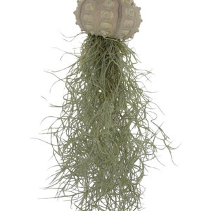 3er Set Seeigel mit Tillandsie XXL 30cm Luftpflanze Qualle Bild 5