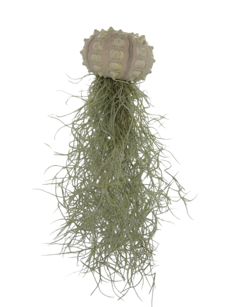 3er Set Seeigel mit Tillandsie XXL 30cm Luftpflanze Qualle Bild 5