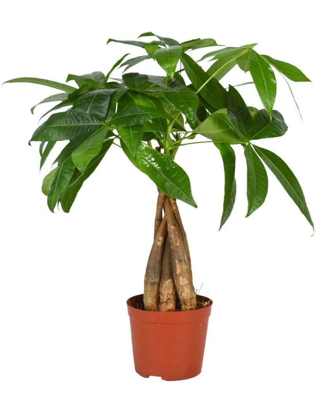 Pachira 40 Cm Houseplant Money Tree - Etsy Canada