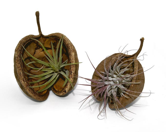 Exotic Pterygota alata bowl brown with Tillandsia set of 2