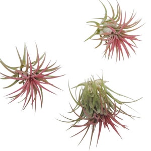 Tillandsia air plant set of 3 XXL