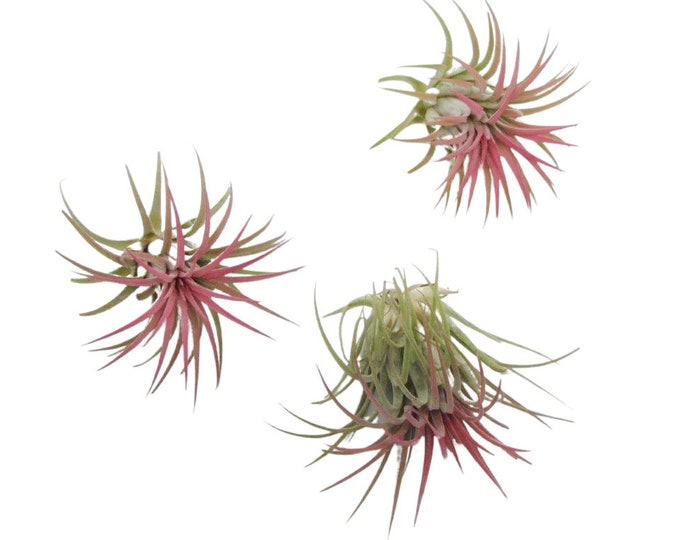 Tillandsia air plant set of 3 XXL