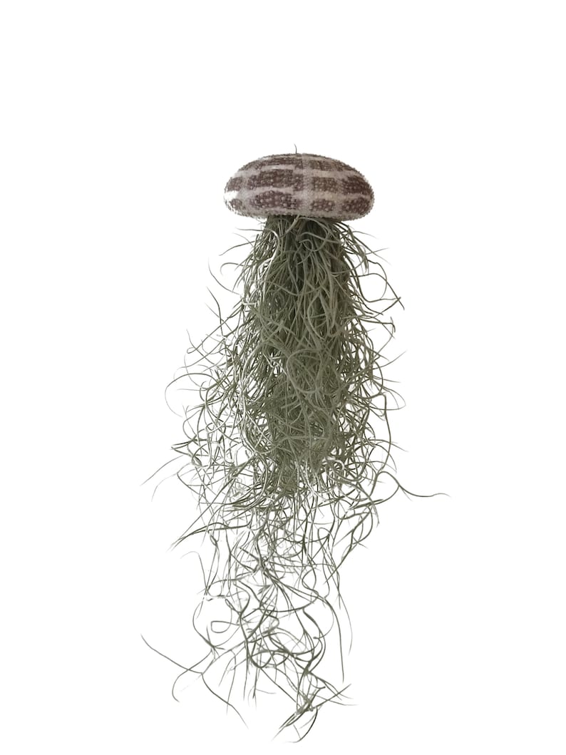 3er Set Seeigel mit Tillandsie XXL 30cm Luftpflanze Qualle Bild 3