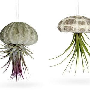 Puede incluir: Dos plantas aéreas colgantes, que parecen medusas, sobre un fondo blanco. Una tiene una planta verde y morada con una concha de erizo de mar verde. La otra tiene una planta verde con una concha estampada.