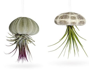 Set of 2 sea urchin shells with real Tillandsia Exotic decoration Maritime decoration Shell garden decoration Sea Beach Tillandsia