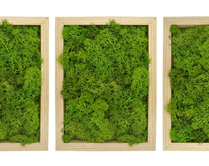 Moss picture set of 3 with real preserved moss