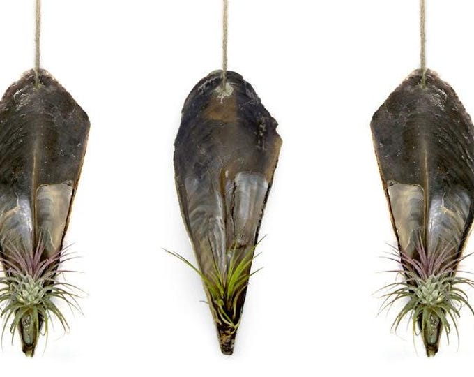 Shells with a real live Tillandsia set of 3
