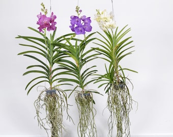 Orchidée Vanda XXL 70 cm en fleurs