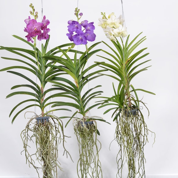 Vanda Orchidee XXL 70cm blühend