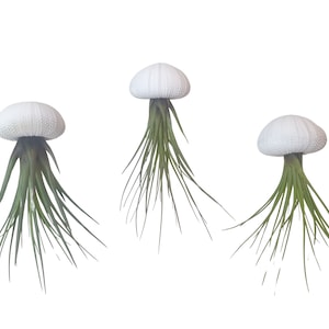 3er Set Seeigelgehäuse weiß mit Tillandsie Luftpflanze Airplant