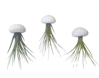 3er Set Seeigelgehäuse weiß mit Tillandsie Luftpflanze Airplant