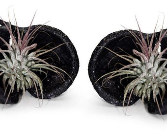Cuenco exótico de Pterygota alata negro con Tillandsia, juego de 2