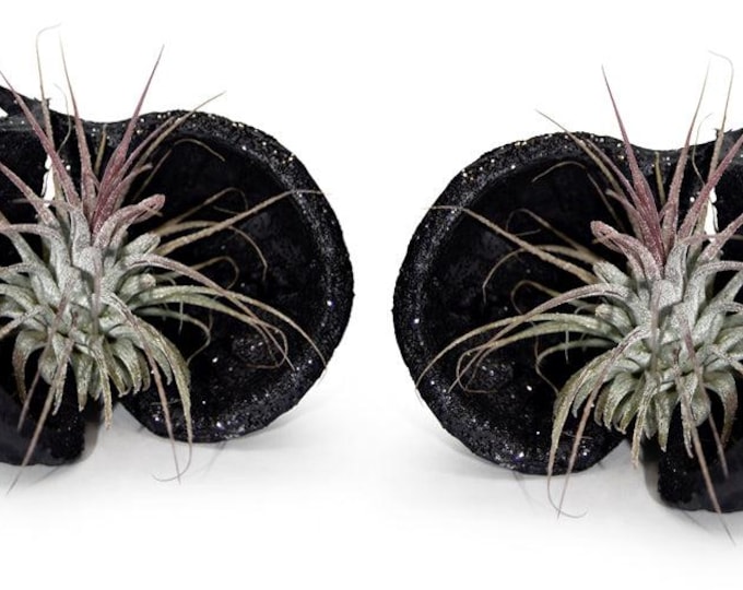 Exotic Pterygota alata bowl black with Tillandsia set of 2
