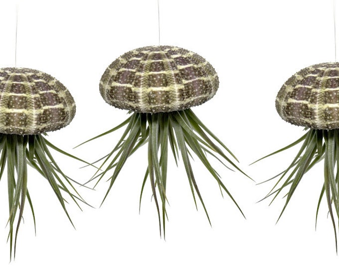 Set of 3 sea urchin shells with real tillandsia