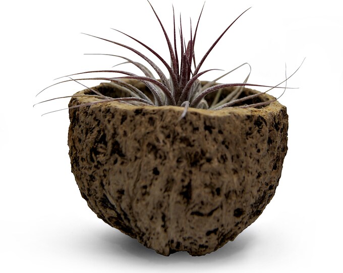 Exotic Qurico nut bowl with Tillandsia summer decoration garden decoration party maritime beach feeling